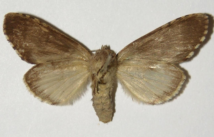  Adulto hembra en posición ventral de <i>Cecrita macarisma</i></i> (Notodontidae). Sector Santa Rosa, Bosque San Emilio. Voucher 04-SRNP-14771-DHJ302439.