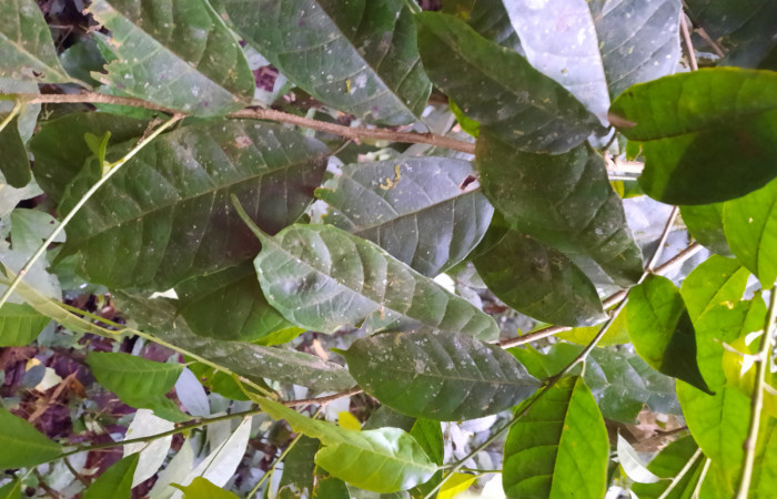  Envés de hojas de <i>Sorocea trophoides</i></i> (Moraceae), Planta hospedera de <i>Cecrita macarisma</i></i> ( Notodontidae). Sector San Cristóbal, Sendero Corredor. Foto, Elda Araya. 14 Noviembre 2021 

