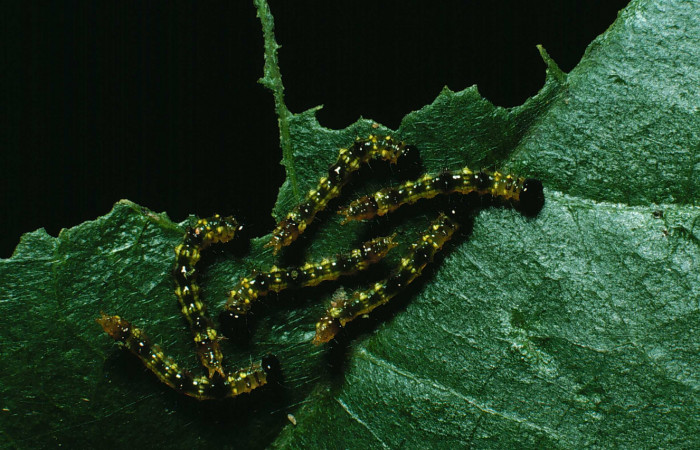 Figura 2. Grupito de larva en posición dorsal de <i>Cecrita macarisma</i></i> (Notodontidae), PU estadio. Sector Santa Rosa, Bosque San Emilio. Voucher 87-SRNP-1214-DHJ10334.jpg. 
