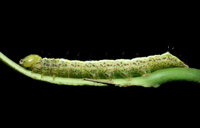  Larva en posición lateral de <i>Cecrita macarisma</i></i> (Notodontidae), U estadio. Sector Santa Rosa, Vado Esteron. Voucher 09-SRNP-15037-DHJ463761.jpg. 
