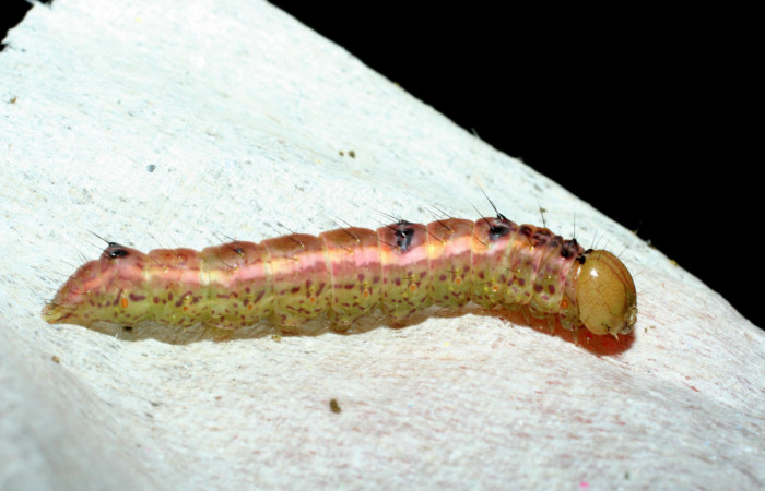  Prepupa en posición lateral de <i>Cecrita macarisma</i></i> (Notodontidae). Sector Santa Rosa, Vado Esteron. Voucher 09-SRNP-15041-DHJ463766.jpg. 

