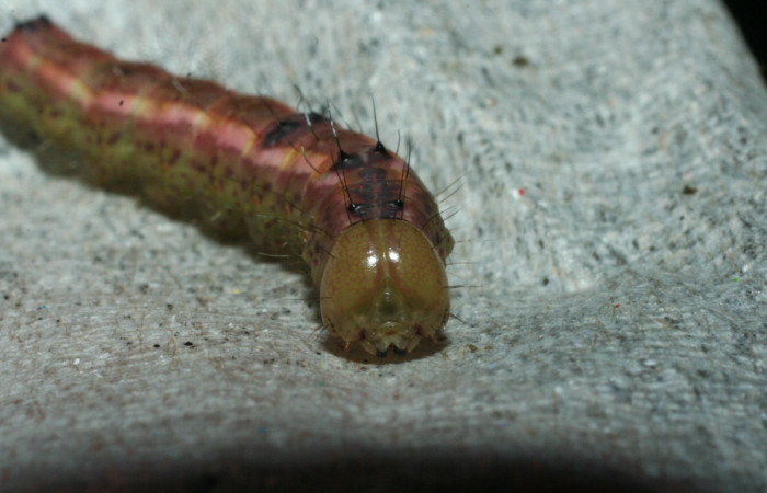  Prepupa en posición lateral de <i>Cecrita macarisma</i></i> (Notodontidae). Sector Santa Rosa, Vado Esteron. Voucher 09-SRNP-15041-DHJ463767.jpg. 
