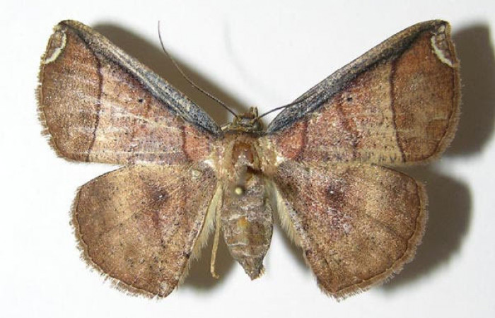 Fig.1. Hembra de <i>Parilexia</i></i> carfiniaDHJ01 en posición dorsal. Voucher : 05-SRNP-32823-DHJ325890.