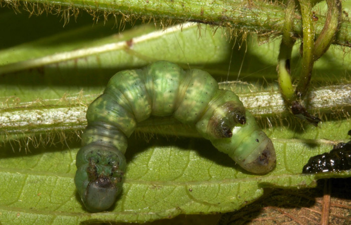 Fig.10. Larva de <i>Parilexia carfinia</i></i>. Voucher : 19-SRNP-30449-DHJ749987.jpg.