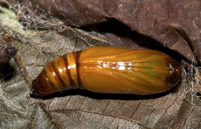 Fig.11. Lava de <i>Parilexia carfinia</i></i>. Voucher : 19-SRNP-30430-DHJ764165.jpg