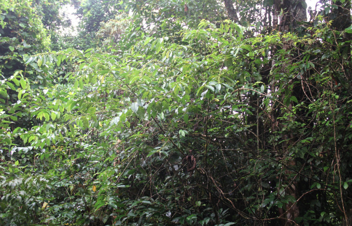 Fig.13. Planta hospedera de larva <i>Parilexia carfinia</i></i>, <i>Colubrina spinosa</i></i> (Rhamnaceae). Foto tomada por Manuel Rios, en Pasmompa.