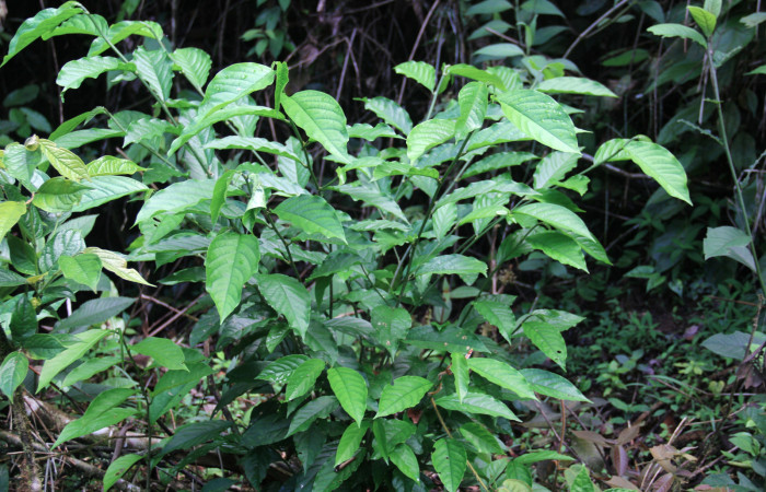 Fig.16. Mostrando brotes de <i>Colubrina spinosa</i></i> (Rhamnaceae). Planta hospedera de <i>Parilexia carfinia</i></i>. Foto tomada por Manuel Rios, en Pasmompa.