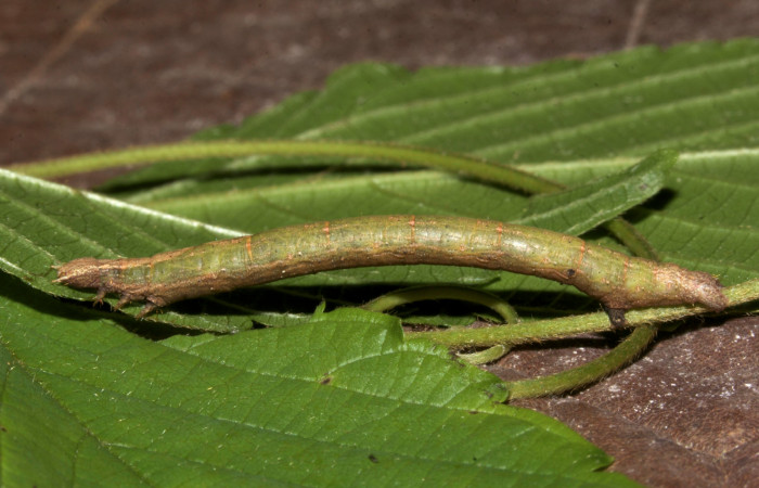 Fig.5. Larva de <i>Parilexia carfinia</i></i>. Voucher : 19-SRNP-30444-DHJ749956.jpg. 