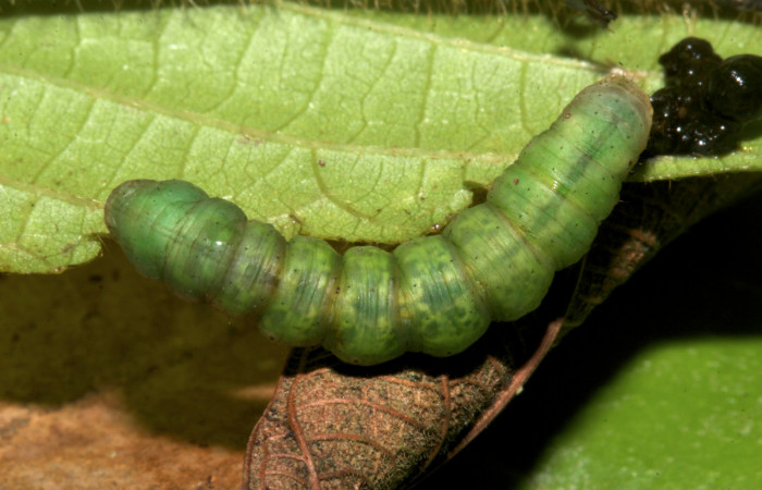 Fig.9. Larva de <i>Parilexia carfinia</i></i>. Voucher : 19-SRNP-30449-DHJ749985.jpg.