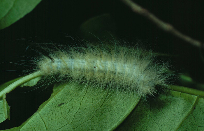 Fig.10 Larva <i>Apatelodes paratima</i></i>, mostrando la parte dorsall entero, en hoja de <i>Casearia corymbosa</i></i> (Salicaceae). Voucher: 89-SRNP-257-DHJ11284.jpg.