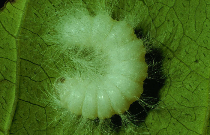Fig.11 Larva <i>Apatelodes paratima</i></i>, mostrando la parte dorsal entero, en hoja de <i>Casearia corymbosa</i></i> (Salicaceae). Voucher: 92-SRNP-2785-DHJ15581.jpg.