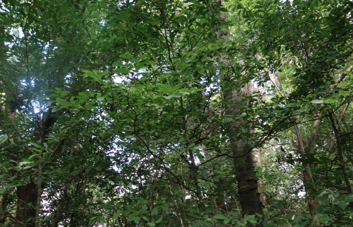 Fig.12 Planta <i>Casearia Corymbosa</i></i> (Salicaceae), hospedera de la larva <i>Apatelodes paratima</i></i>,(Apatelodidae), Sector Mundo Nuevo, Sendero Aguacate. Foto Elieth Cantillano 19 Noviembre 2021.
