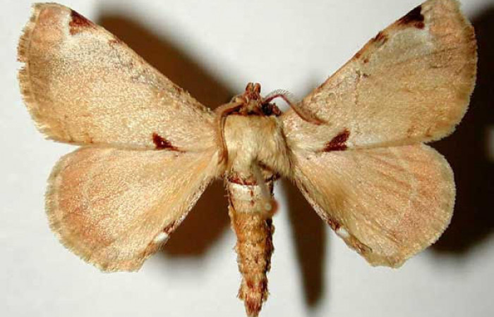 Fig.1 Adulto <i>Apatelodes paratima</i></i> macho mostrando la parte dorsal.Voucher: 95-SRNP-10166-DHJ33276.
