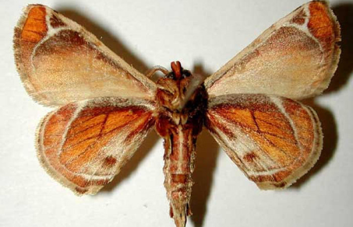 Fig.2 Adulto <i>Apatelodes paratima</i></i> macho mostrando la parte ventral.Voucher: 95-SRNP-10166-DHJ33277.
