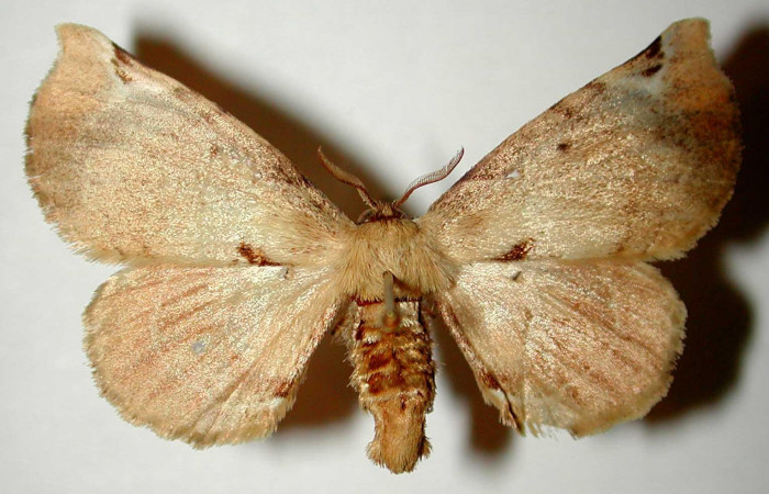 Fig.3 Adulto <i>Apatelodes paratima</i></i> hembra mostrando la parte dorsal.Voucher: 95-SRNP-6847-DHJ33274.