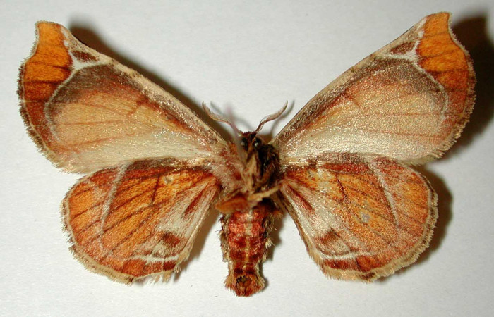 Fig.4 Adulto <i>Apatelodes paratima</i></i> hembra mostrando la parte dorsal.Voucher: 95-SRNP-6847-DHJ33275.