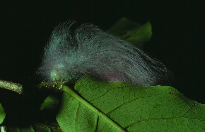 Fig.5 Larva <i>Apatelodes paratima</i></i>, mostrando la parte lateral entero, en hoja de <i>Casearia corymbosa</i></i> (Salicaceae). Voucher: 83-SRNP-1369-DHJ6695.jpg.