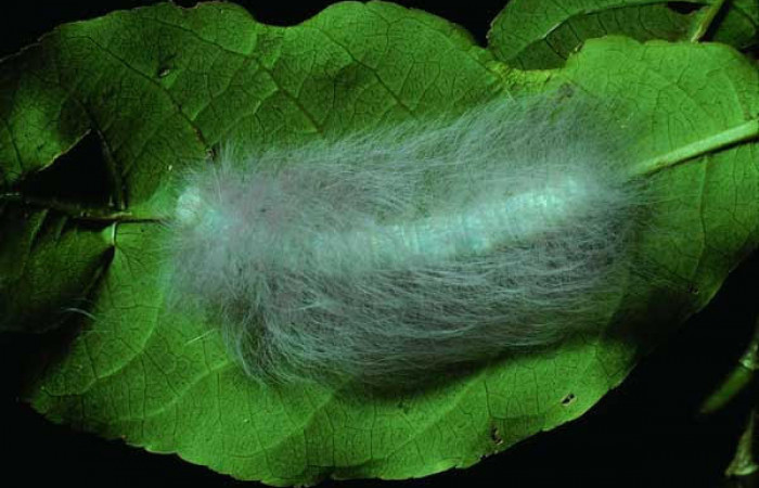 Fig.6 Larva <i>Apatelodes paratima</i></i>, mostrando la parte dorsal entero, en hoja de <i>Casearia corymbosa</i></i> (Salicaceae). Voucher: 83-SRNP-1369-DHJ6699.jpg.