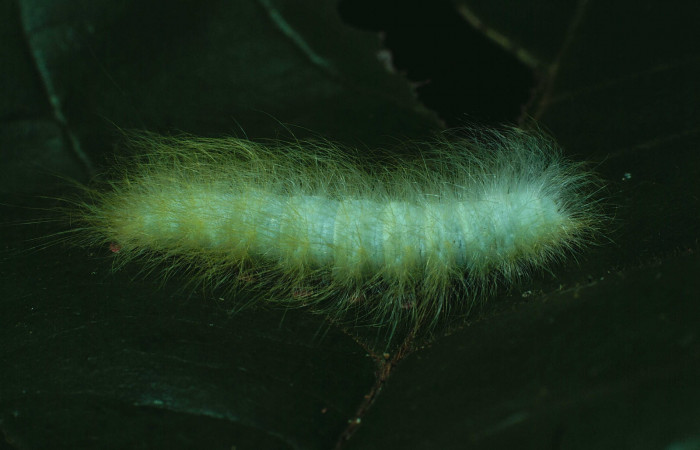 Fig.7 Larva <i>Apatelodes paratima</i></i>, mostrando la parte dorsal entero, en hoja de <i>Zuelania guidonia</i></i> (Salicaceae). Voucher: 84-SRNP-1523-DHJ8402.jpg.