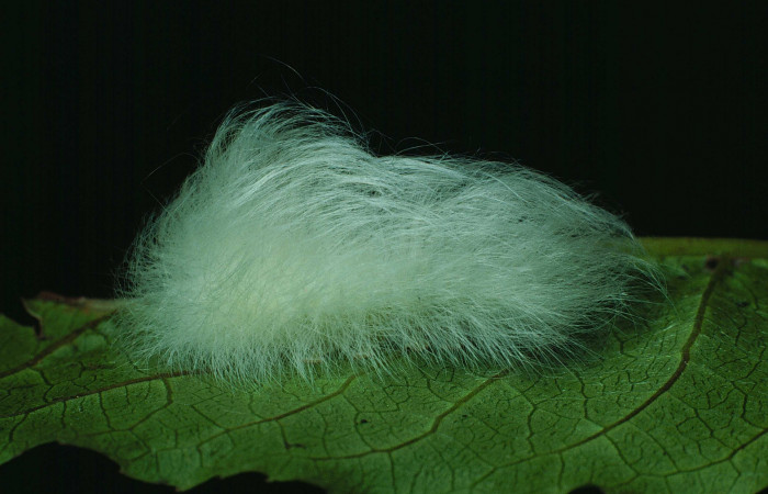 Fig.8 Larva <i>Apatelodes paratima</i></i>, mostrando la parte lateral entero, en hoja de <i>Casearia corymbosa</i></i> (Salicaceae). Voucher: 87-SRNP-1266-DHJ10365.jpg.