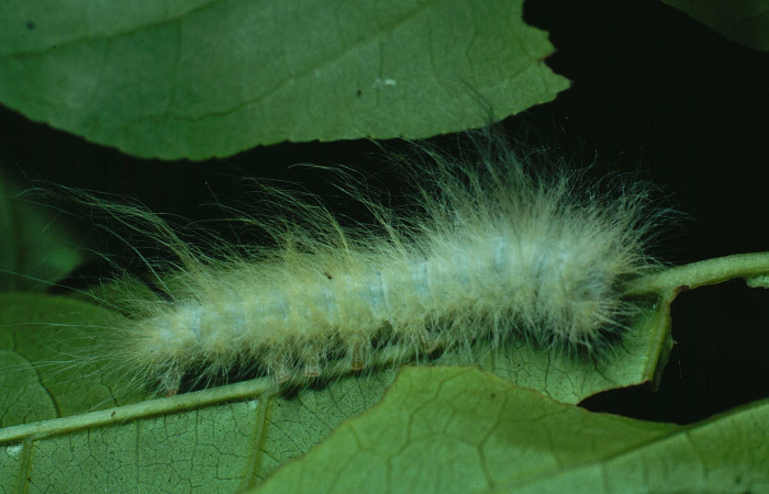 Fig.9 Larva <i>Apatelodes paratima</i></i>, mostrando la parte lateral entero, en hoja de <i>Casearia corymbosa</i></i> (Salicaceae). Voucher: 89-SRNP-257-DHJ11283.jpg.