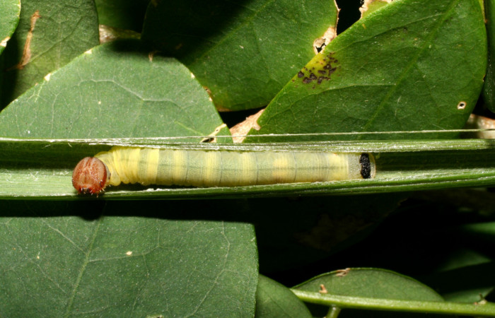 Figura 1. Casita de larva <i>Corticea corticea</i></i> (Hesperiidae), color verde claro, cabeza color café, cuarto estadio posición dorsal, mide 20 mm aproximadamente. Planta hospedera <i>Paspalum virgatum</i></i>, (Poaceae). Voucher: 07-SRNP-45169-DHJ420364.jpg.