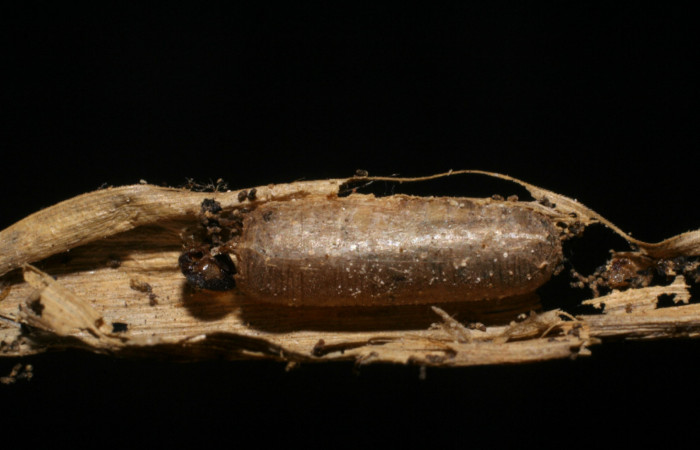 Figura 10. Capullo de <i>Hyposoter bicolor</i></i> (Ichneumonidae), color café, mide 7 mm aproximadamente; avispas parasitas en larva <i>Corticea corticea</i></i> (Hesperiidae) Voucher: 05-SRNP-20155-DHJ447634.jpg.