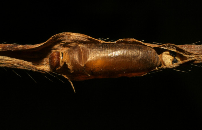 Figura 11. Capullo de <i>Hyposoter bicolor</i></i>, de la familia (Ichneumonidae), color café, mide 7 mm aproximadamente; avispas parasitas en larva <i>Corticea corticea</i></i> (Hesperiidae). Voucher: 05-SRNP-34653-DHJ415514.jpg.