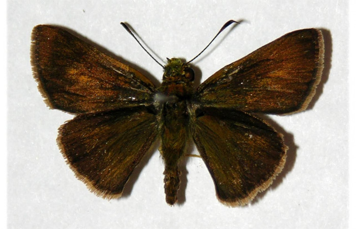 Figura 12. Adulto de <i>Corticea corticea</i></i> (Hesperiidae) mide 26 milímetros, posición dorsal parte enfocada el torax y alas. Voucher: 05-SRNP-32320-DHJ318066.