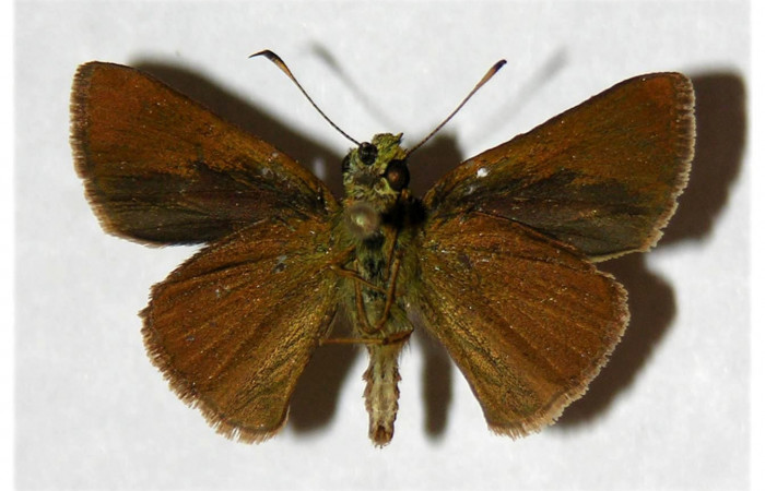 Figura 13. Adulto de <i>Corticea corticea</i></i> (Hesperiidae) mide 26 milímetros, posición ventral parte enfocada el abdomen y alas. Voucher: 05-SRNP-32320-DHJ318067.