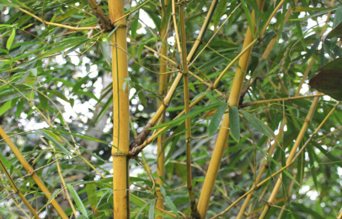 Figura 14. Planta hospedera <i>Bambusa vulgaris</i></i> introducido, (Poaceae), parte enfocada tallo, planta donde se alimenta la larva <i>Corticea corticea</i></i> (hesperiidae).
Foto, Jose Pérez, 18 Noviembre 2021.
