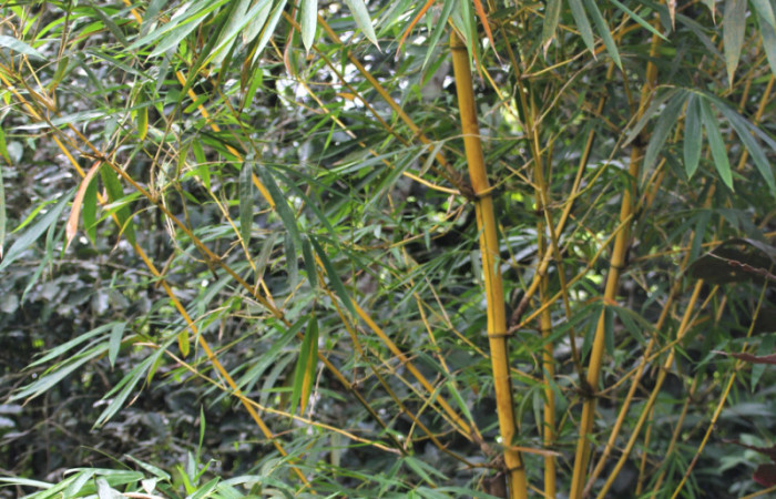 Figura 15. Planta hospedera <i>Bambusa vulgaris</i></i> introducido,(Poaceae), parte enfocada tallo, planta donde se alimenta la larva <i>Corticea corticea</i></i> (hesperiidae). Foto, Jose Pérez, 18 Noviembre 2021.