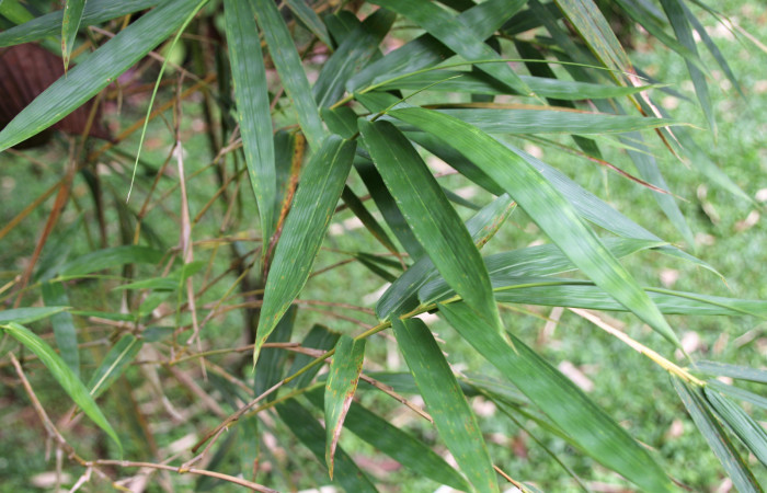 Figura 16. Planta hospedera <i>Bambusa vulgaris</i></i> intoducido, (Poaceae), parte enfocada hojas, planta donde se alimenta la larva <i>Corticea corticea</i></i> (hesperiidae). Foto, Jose Pérez, 18 Noviembre 2021.