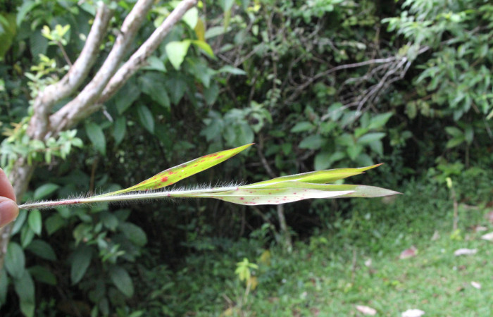 Figura 18. Planta hospedera <i>Ischaemum timorense</i></i> (Poaceae), parte enfocada hojas, planta donde se alimenta la larva <i>Corticea corticea</i></i> (hesperiidae). Foto, Jose Pérez, 18 Noviembre 2021.
