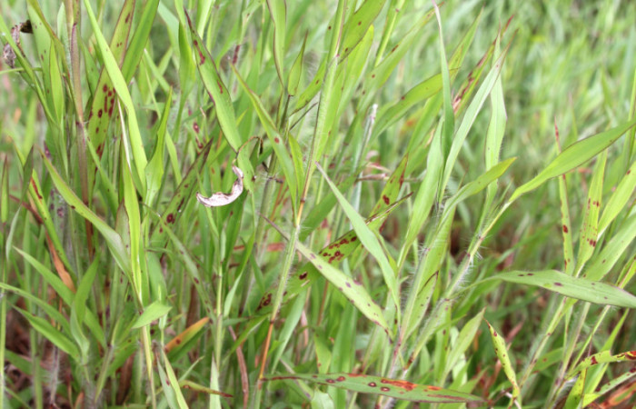 Figura 19. Planta hospedera <i>Ischaemum timorense</i></i> (Poaceae), parte enfocada hojas, planta donde se alimenta la larva <i>Corticea corticea</i></i> (hesperiidae). Foto, Jose Pérez, 18 Noviembre 2021.
