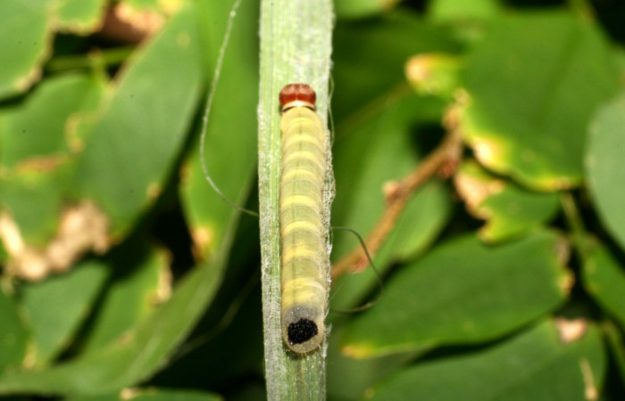 Figura 2. Larva <i>Corticea corticea</i></i> (Hesperiidae), color verde claro, cuarto estadio posición parte trasera, mide 20 mm aproximadamente. Planta hospedera <i>Paspalum virgatum</i></i>, (Poaceae). Voucher: 07-SRNP-45169-DHJ420367.jpg.