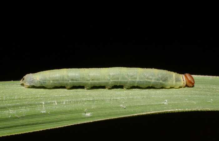 Figura 3. Larva <i>Corticea corticea</i></i> (Hesperiidae), color verde claro, último estadio posición lateral, mide 27 mm aproximadamente. Planta hospedera <i>Paspalum virgatum</i></i>, (Poaceae). Voucher: 06-SRNP-41079-DHJ414304.jpg.