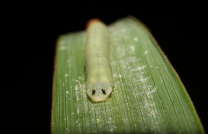 Figura 4. Larva <i>Corticea corticea</i></i> (Hesperiidae), color verde claro cuarto estadio posición parte trasera, mide 27 mm aproximadamente. Planta hospedera <i>Paspalum virgatum</i></i>, (Poaceae). Voucher: 06-SRNP-41079-DHJ414302.jpg.