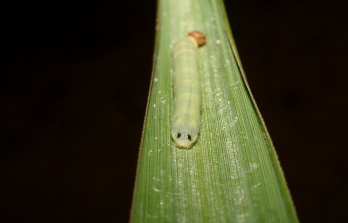 Figura 5. Larva <i>Corticea corticea</i></i> (Hesperiidae), color verde claro, cabeza café, último estadio posición frontal, mide 27 mm aproximadamente. Planta hospedera <i>Paspalum virgatum</i></i>, (Poaceae). Voucher: 06-SRNP-41079-DHJ414303.jpg.