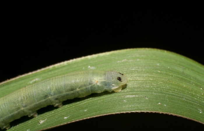 Figura 6. Larva <i>Corticea corticea</i></i> (Hesperiidae), color verde claro, último estadio, posición parte trasera, mide 27 mm aproximadamente. Planta hospedera <i>Paspalum virgatum</i></i>, (Poaceae). Voucher: 06-SRNP-41079-DHJ414299.jpg.