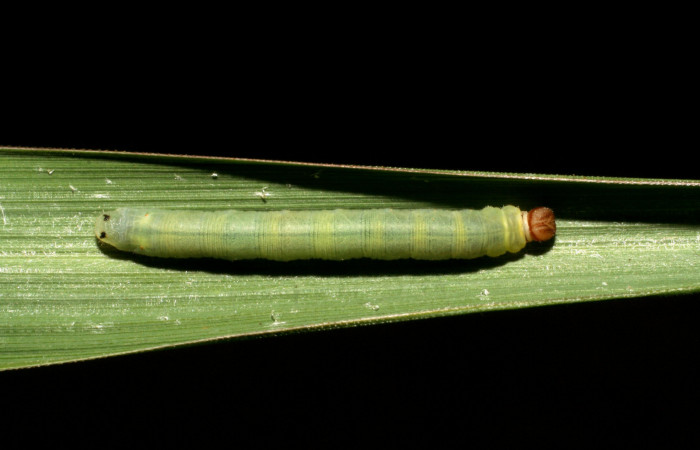Figura 7. Larva <i>Corticea corticea</i></i> (Hesperiidae), color verde claro, último estadio posición dorsal, mide 27 mm aproximadamente. Planta hospedera <i>Paspalum virgatum</i></i>, (Poaceae). Voucher: 06-SRNP-41079-DHJ414305.jpg.