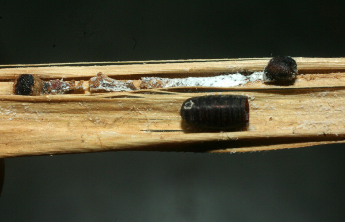 Figura 9. Pupario de la familia (Tachininae) <i>Chrysotachina</i></i> Wood24, color café, mide 6 mm aproximadamente; moscas parasitas en larva <i>Corticea corticea</i></i> (Hesperiidae), Voucher: 07-SRNP-65566-DHJ462165.jpg.