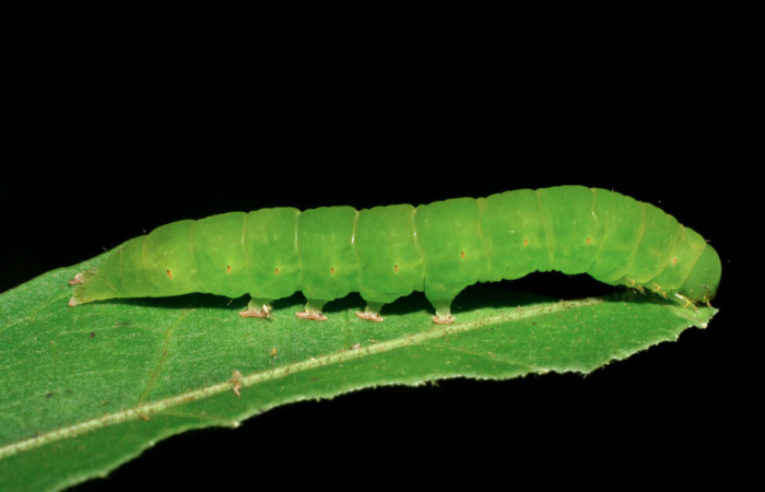 Fig.5  Vista lateral de larva <i>Massala</i></i> obvertensDHJ02, (Erebidae) se colectó 13 de julio 2007, Sector Mundo Nuevo, Sendero Mora, 480mts. (07-SRNP-58327-DHJ428696.jpg)
