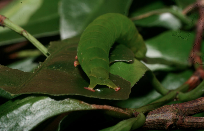 Fig.7 Vista trasera de larva <i>Massala</i></i> obvertensDHJ02, (Erebidae) se colectó 06 de novienbre 2011, Sector Mundo Nuevo, Vado Ocotea, 565mts. (11-SRNP-57221-DHJ491922.jpg).