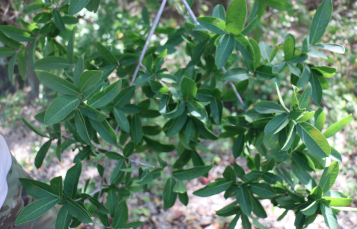 Fig.9 Planta <i>Semialarium mexicanum</i></i>, (Celastraceae), hospedera  <i> Massala</i></i> obvertensDHJ02, (Erebidae), Sector Mundo Nuevo,Punta Plancha, Foto, Elieth cantillano 25 Noviembre 2021
