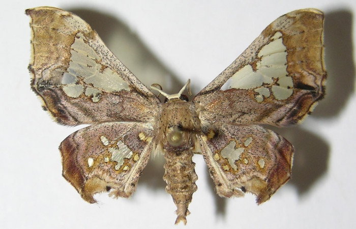 Figura 7. Adulto de <i>Pseudasellodes</i></i> fenestrariaDHJ02 (Geometridae), macho vista dorsal, localidad San Antonio, Sector Del Oro ACG (335m). Voucher: 05-SRNP-21991-DHJ325248.jpg.