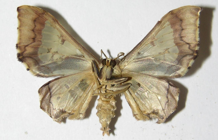 Figura 8. Adulto de <i>Pseudasellodes</i></i> fenestrariaDHJ02 (Geometridae), macho vista ventral, localidad San Antonio, Sector Del Oro ACG (335m). Voucher: 05-SRNP-21991-DHJ325249.jpg.