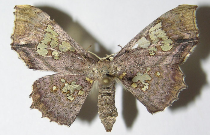 Figura 5. Adulto de <i>Pseudasellodes</i></i> fenestrariaDHJ02 (Geometridae), hembra vista dorsal, localidad Río Blanco Abajo, Sector San Cristóbal ACG (500m). Voucher: 05-SRNP-3358-DHJ325246.jpg.