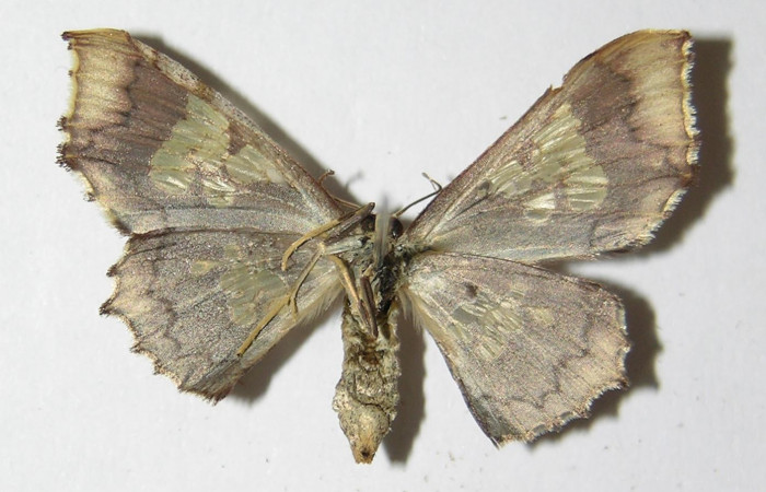 Figura 6. Adulto de <i>Pseudasellodes</i></i> fenestrariaDHJ02 (Geometridae), hembra vista ventral, localidad Río Blanco Abajo, Sector San Cristóbal ACG (500m). Voucher:05-SRNP-3358-DHJ325247.jpg.
