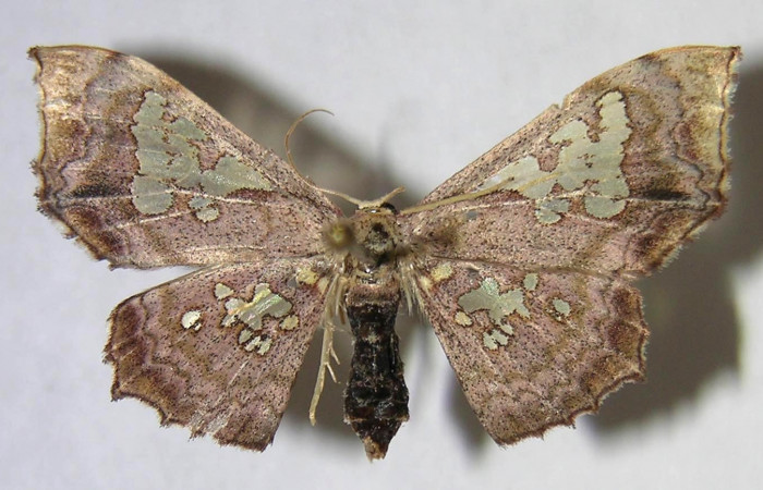 Figura 12. Adulto de <i>Pseudasellodes</i></i> fenestrariaDHJ03 (Geometridae), vista dorsal, localidad Vado Jobo, Sector Horizontes ACG (80m). Voucher: 06-SRNP-19578-DHJ371530.jpg.